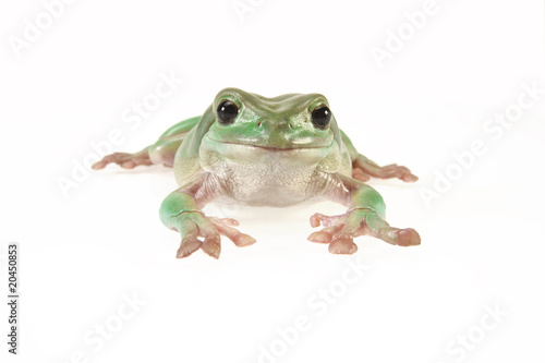 Relaxed Frog