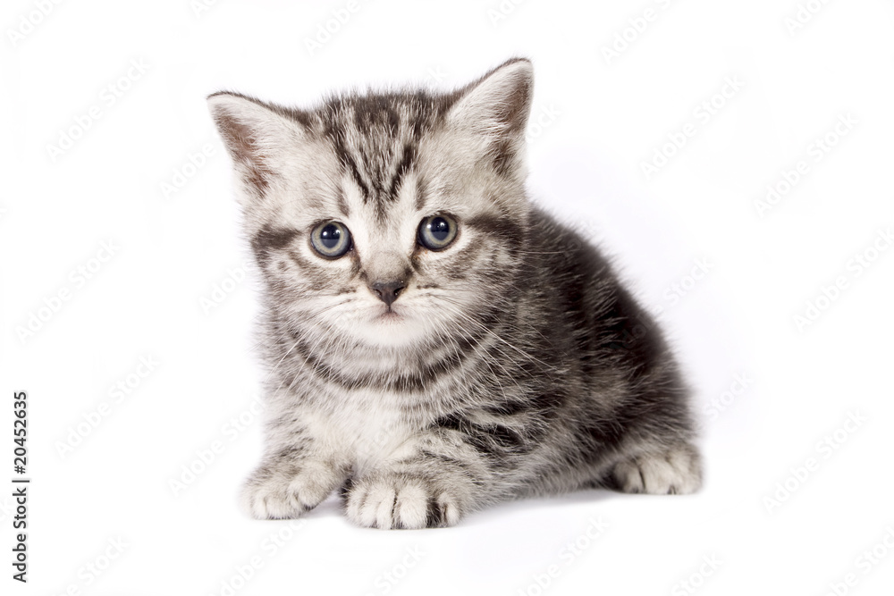 British Shorthair kitten.