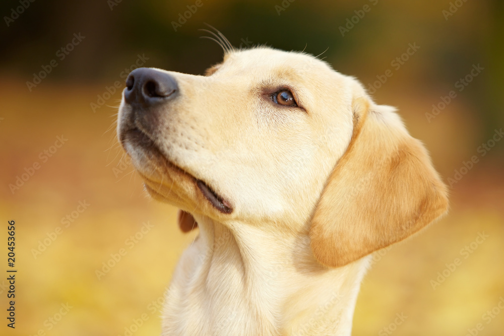 Labrador Retriever im Wald