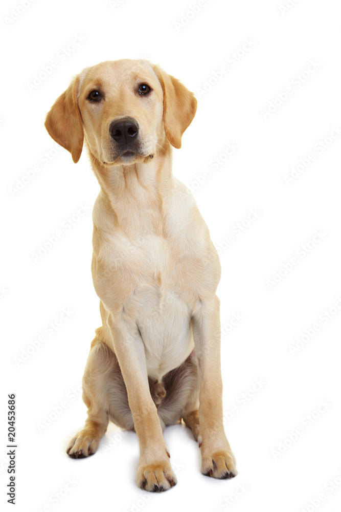 Labrador Retriever Labrador Retriever