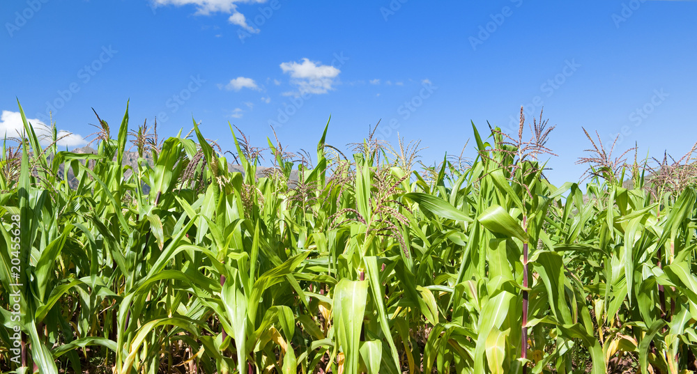 Corn field and blue sky. Corn field and blue sky.
