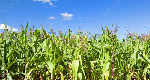 Canvas-taulu Corn field and blue sky.