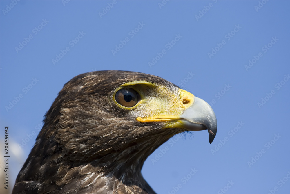 Naklejka premium harris hawk
