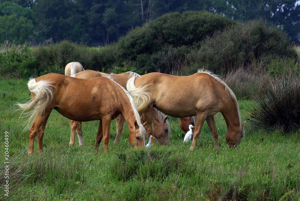 Fototapeta premium Chevaux
