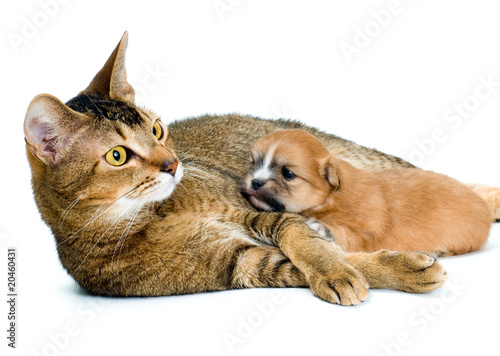 Puppy chihuahua with a cat