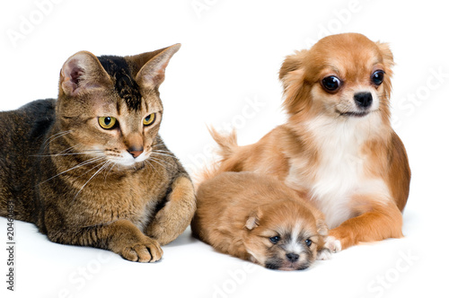 Dog of breed chihuahua and its puppy with a cat
