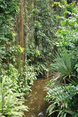Dschungel01