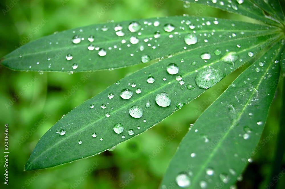 Water drops on fresh green leaves Water drops on fresh green leaves