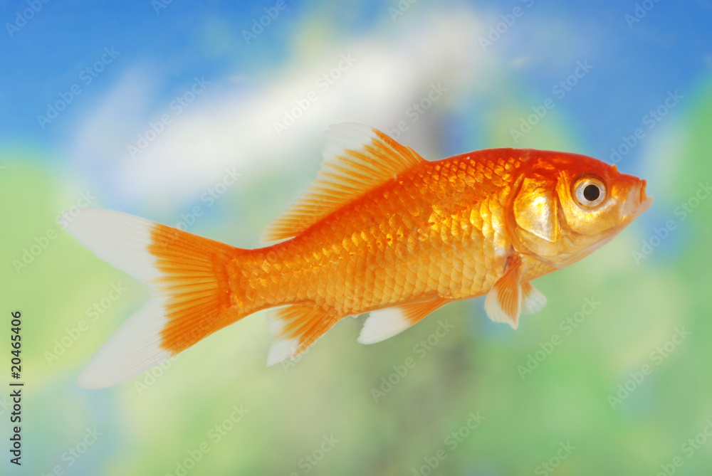 white tip gold fish white tip gold fish