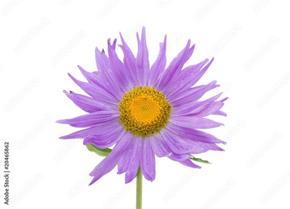 violet aster flower macro shot isolated violet aster flower macro shot isolated