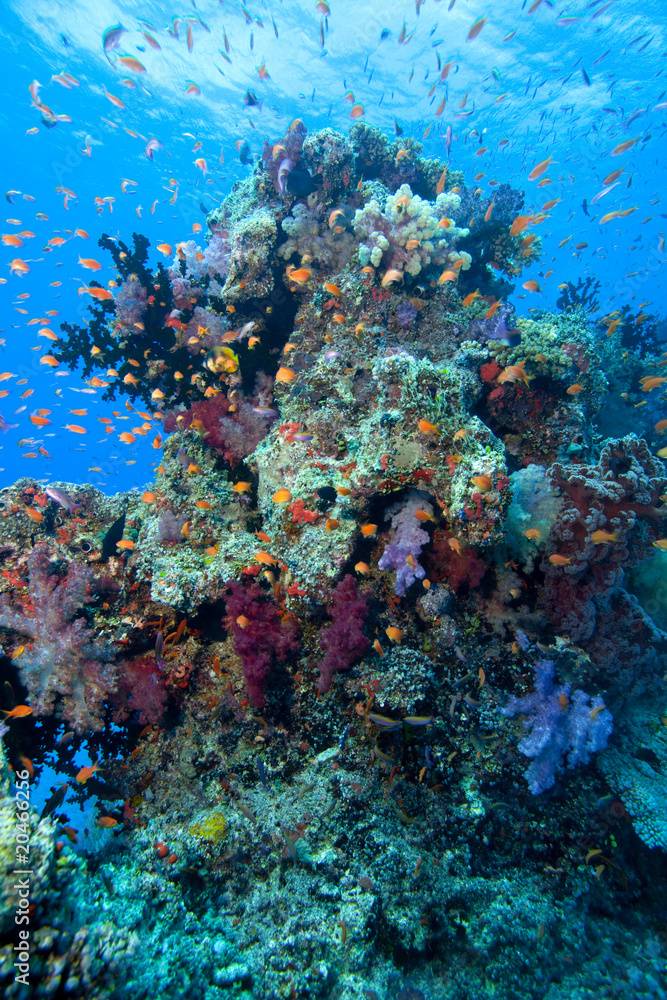 Fototapeta premium Coral, Fiji