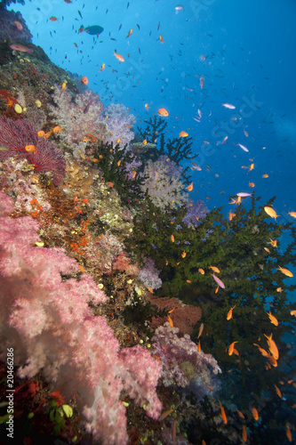 Fototapeta Naklejka Na Ścianę i Meble -  Coral, Fiji