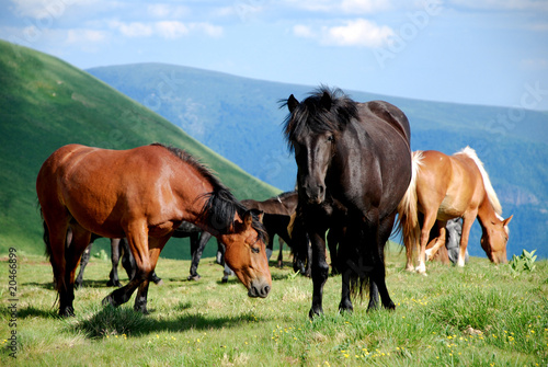wild horses free in nature © Stanisa Martinovic