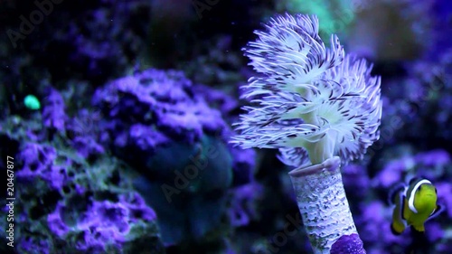 Spirobranchus. Aquarium photo