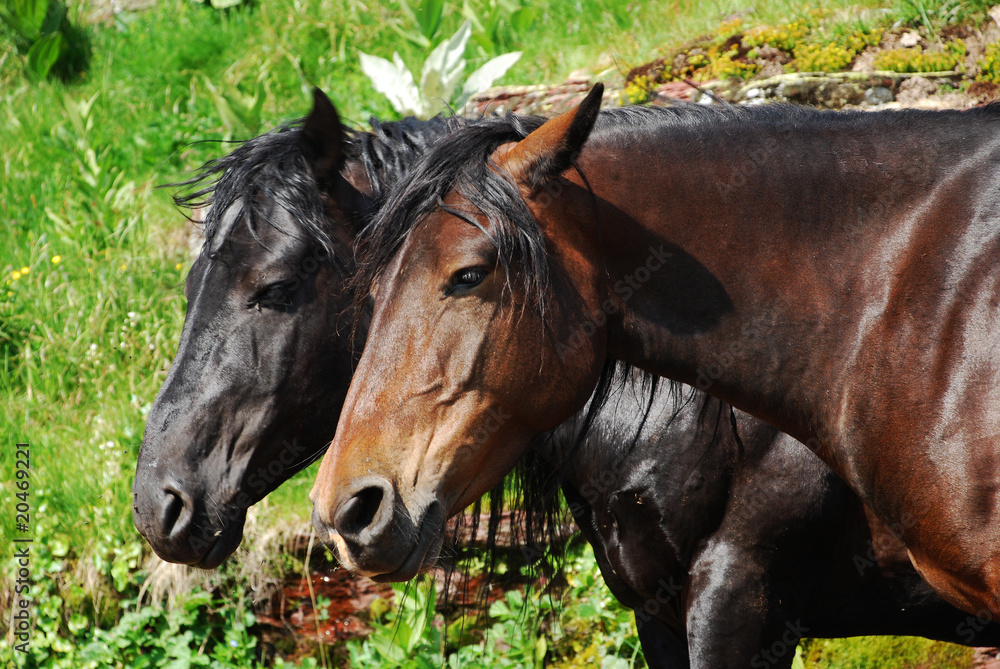Fototapeta premium wild horses free in nature