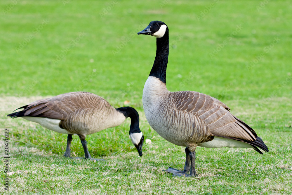 Canadian geese Canadian geese