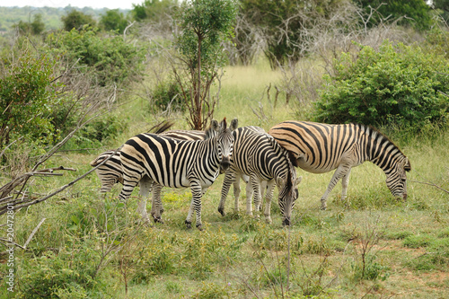 Z  bres du parc Kruger en Afrique du Sud