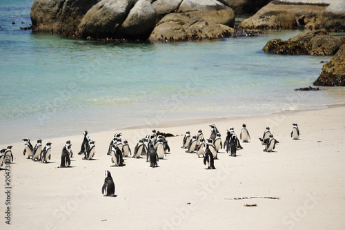 Manchots du Cap de Bonne Espérance