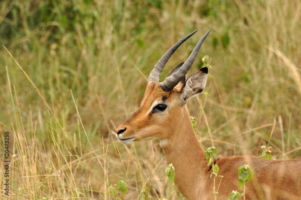 Impalas du Parc Kruger en Afrique du Sud Impalas du Parc Kruger en Afrique du Sud