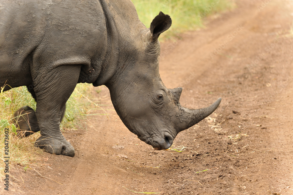Rhinocéros du Parc Kruger en Afrique du Sud Rhinocéros du Parc Kruger en Afrique du Sud