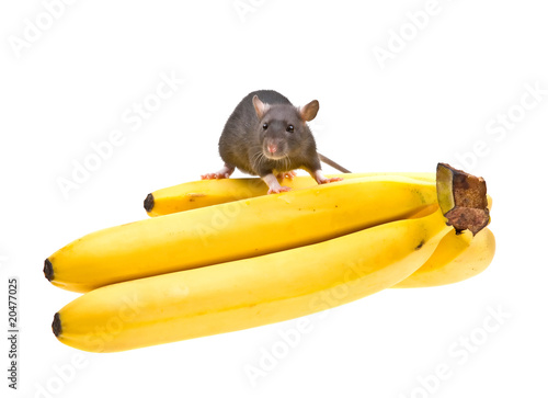 Funny rat and banana isolated on white
