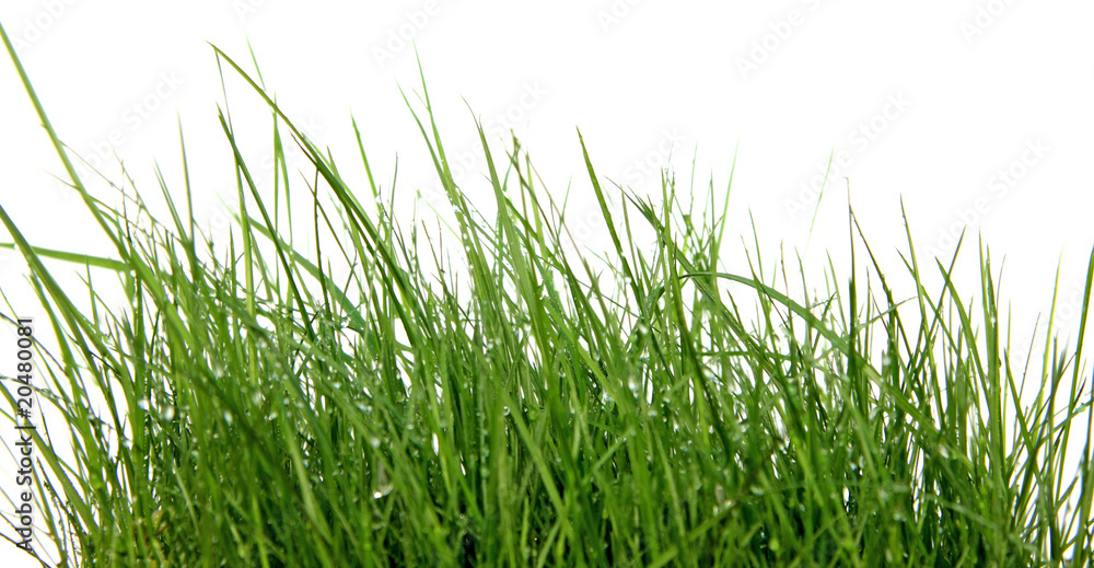 brins herbe fond blanc brins herbe fond blanc