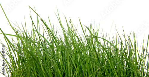 brins herbe fond blanc