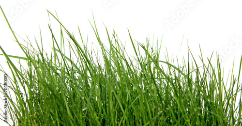 Fotografía brins herbe fond blanc