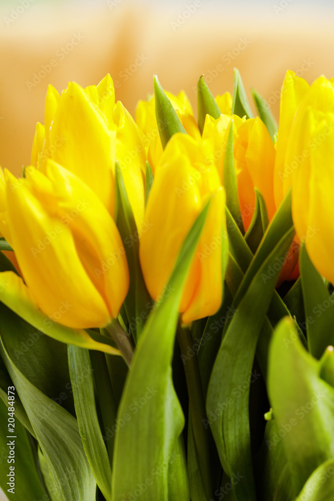 Yellow tulips Yellow tulips