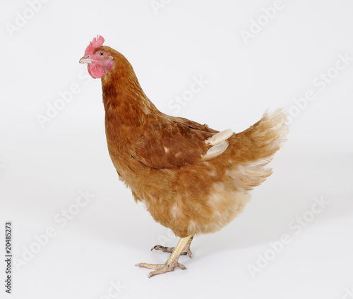 Huhn