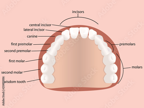 Human teeth vector