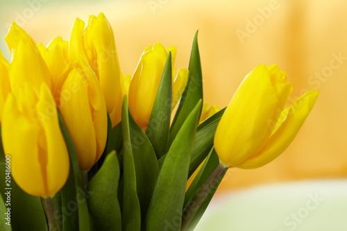 Fototapeta Naklejka Na Ścianę i Meble -  Yellow tulips