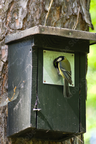 Meise, titmouse photo