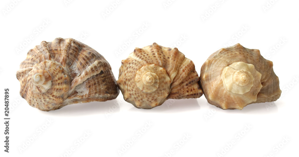 Three shells on a white background