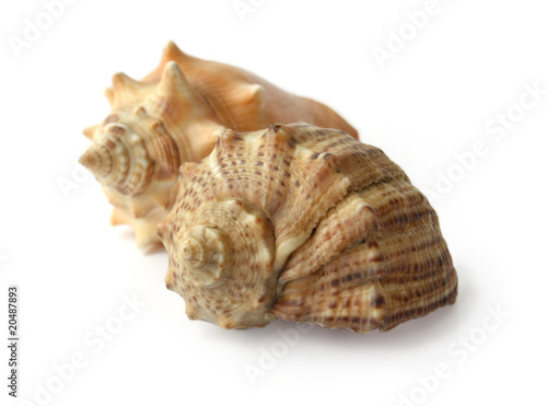 Two shells on a white background