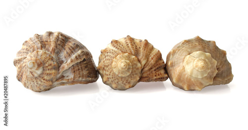 Three shells on a white background