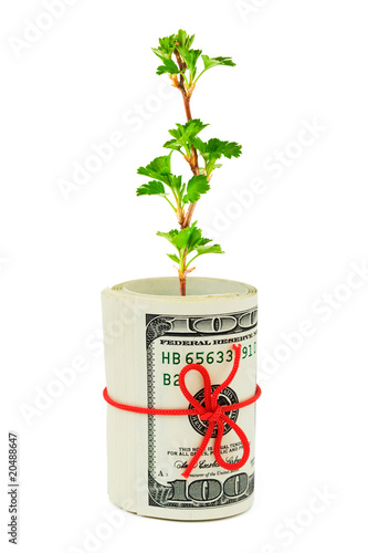 Roll of money and plant