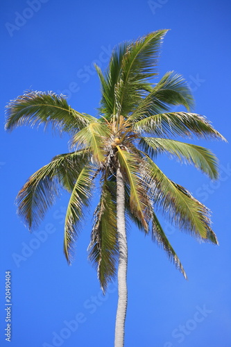 Wallpaper Mural Palm tree Torontodigital.ca