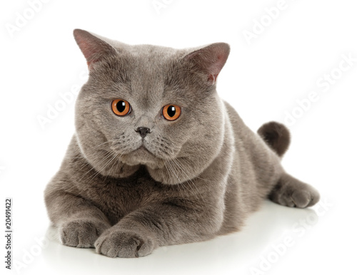 The beautiful grey cat