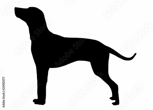Silhouette of a dog