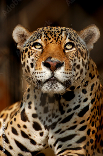 Close photo of Indian Jaguar