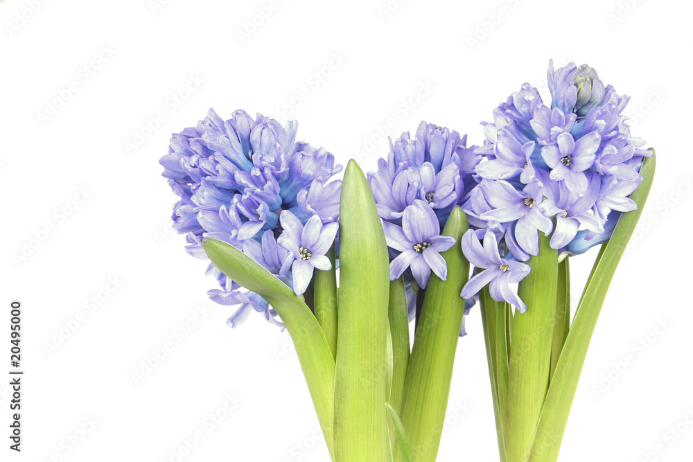 Fototapeta premium Hyazinthen, hyacinth