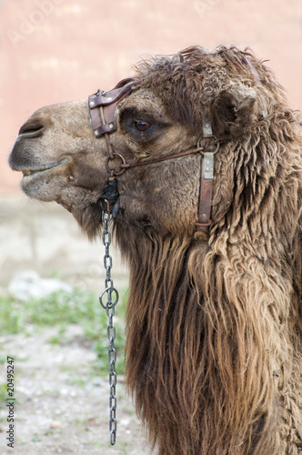 Closeup of Camels Head and Neck