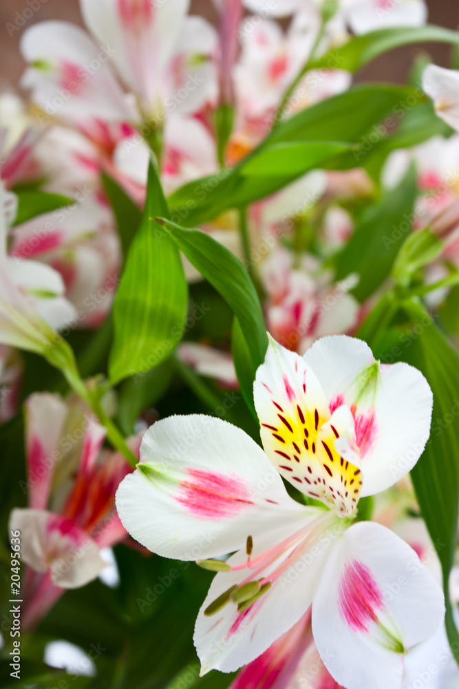 Obraz premium floral background