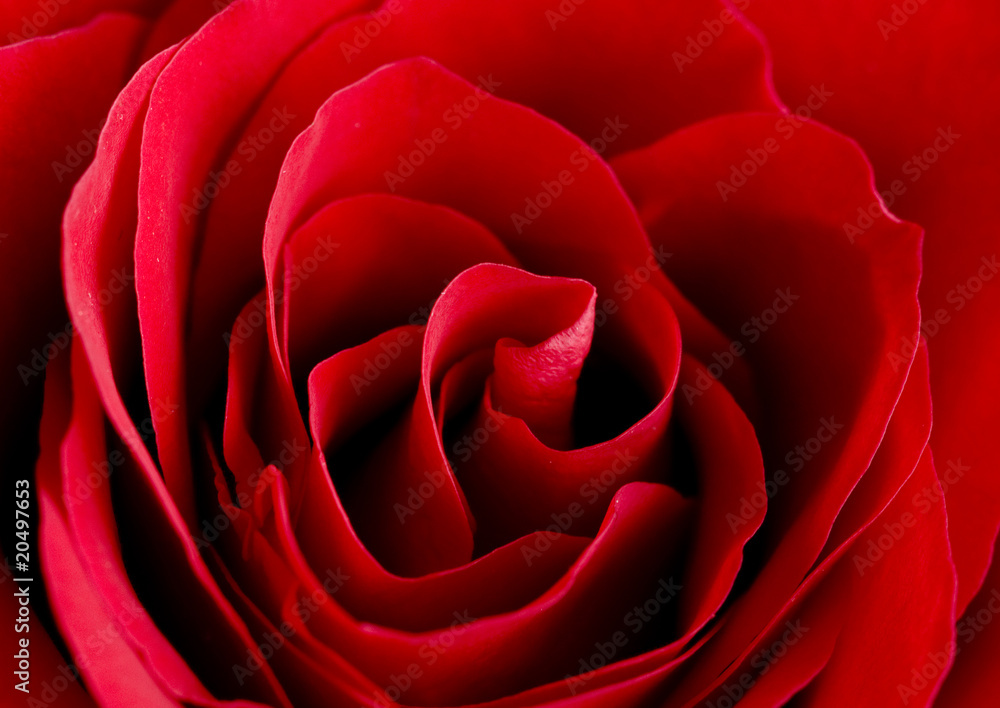 rose of love rose of love