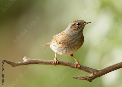 Portrait of a young Dunnock