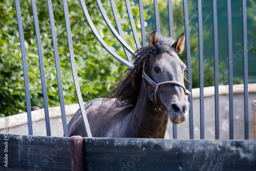 Pferd in Führanlage