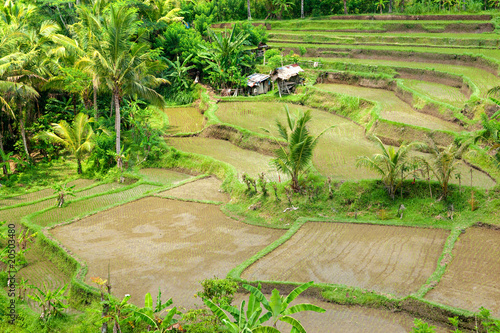 Amazing view of the Rice Terrace field, Ubud, Bali, Indonesia.