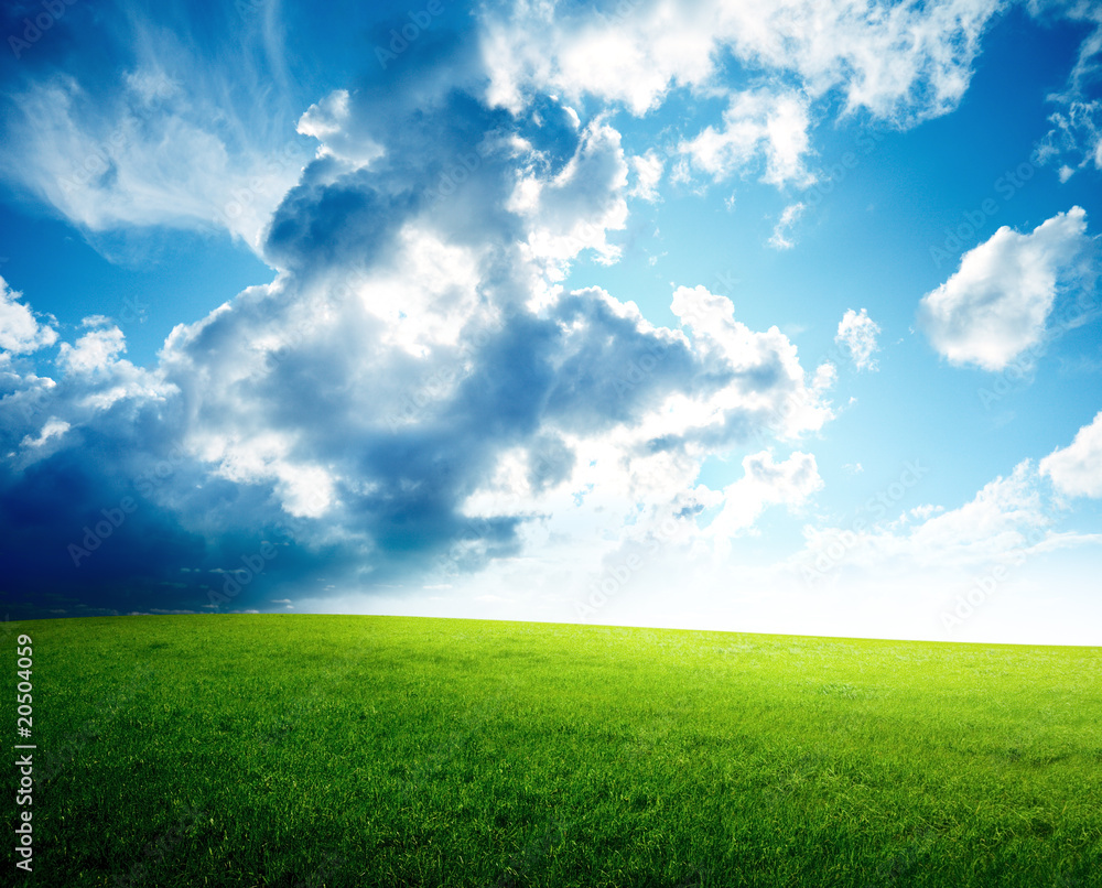 field of spring grass