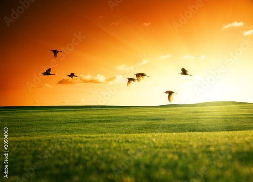 field of grass and flying birds